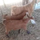 عنز والد للبيع