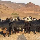 معزه عوارض صنف مضريع ودفيع. طيبه