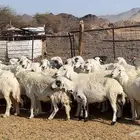 ظان حرش حريه مضريع ودفيع