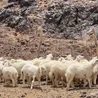 رخال حرش صنف حريه