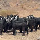 جفار عوارض صنف طيبه