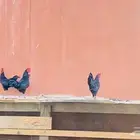 ديوك ودجاج بلدي
