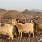 معزه عوارض صنف ولد ومضريع ودفيع طيبه