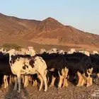 رخال نجاده صنف مضريع ودفيع طيبه