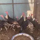 رومي سوبر جامبو