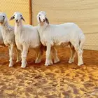 ابو عبدالله لبيع الذبايح