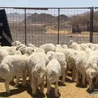 رخال حرش حريه تاسيس امراح