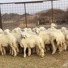 رخال حرش حريه طيبه
