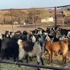 معزه عوارض صنف ولد ومضريع ودفيع طيبه