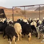 ظان نجاده صنف دفيع ومضريع طيبه