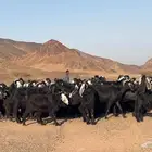 معزه عوارض صنف مضريع ودفيع طيبه