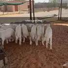 بهم حري طيب العمر 4 شهور العدد 14 تم البيع