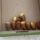 للبيع أنواع التمور