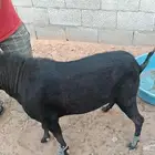 3 معزاء بيشيه وتيس مرسيانو من مزرعه النوادر بعضها متاوم
