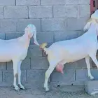 بنجابيات تب التب(تم البيع )