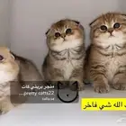 سكوتش فولد كيتن سكوتش ستريت قطه قطط قطوه قطو كيتن