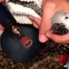 لأول مره زيارات منزليه برد منقار واظافر الطيور وقص الريش  
