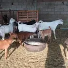 ذبيحتك لباب بيتك