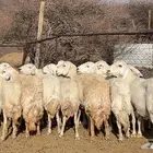 ظان حرش حريه ولد ودفيع ومضريع طيبه