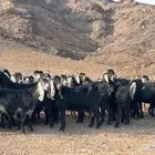 معزه عوارض صنف مضريع ودفيع