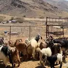 معزه مصريات صنف مضريع ودفيع طيبه