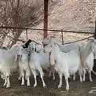 معزه مشاريك مصريات و عوارض صنف طيبه