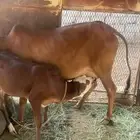 بقرة بكر بحسيلتها