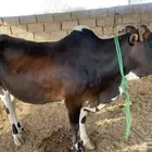بقر للبيع