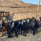 جفار عوارض صنف طيبه