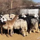 ظان نجاده مضريع ودفيع طيبه