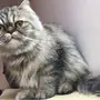 انثى هاف بيكي فيس عالي