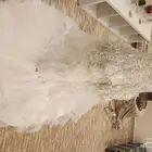 فستان