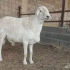 فحل صنف الصنف غير مشروط