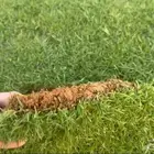توريد ثيل طبيعي اجود انواع الثيل