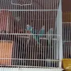 للبيع طيور باتجي