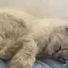 قط مفقود حصلته