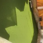 ازولا ونايلو علف للحيوانات النايلو للاحواض وسماد