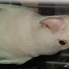 زوج روز البينو منتج