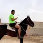 حصان شعبي طيب 