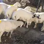 4 طليان جبره للبيع جذعان
