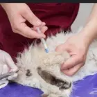 فندقة قطط فندقه ولاده قطط و فندقه تعقيم او اخصاء القطط