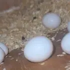 زوج كريمسون منتج شرط