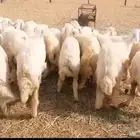 رخال مقاني
