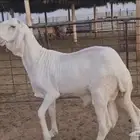 فحل ساكني ابيض