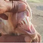 تيس فحل السن رباع للبيع على السوم