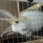 ارنب فرنسي للبيع