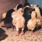 صوص دجاج بلدي للبيع في الطائف