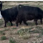عوارض صنف 7 بالفحل