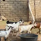 بهم 8تيوس و2جفار