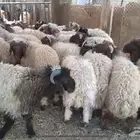جذعان نعيم